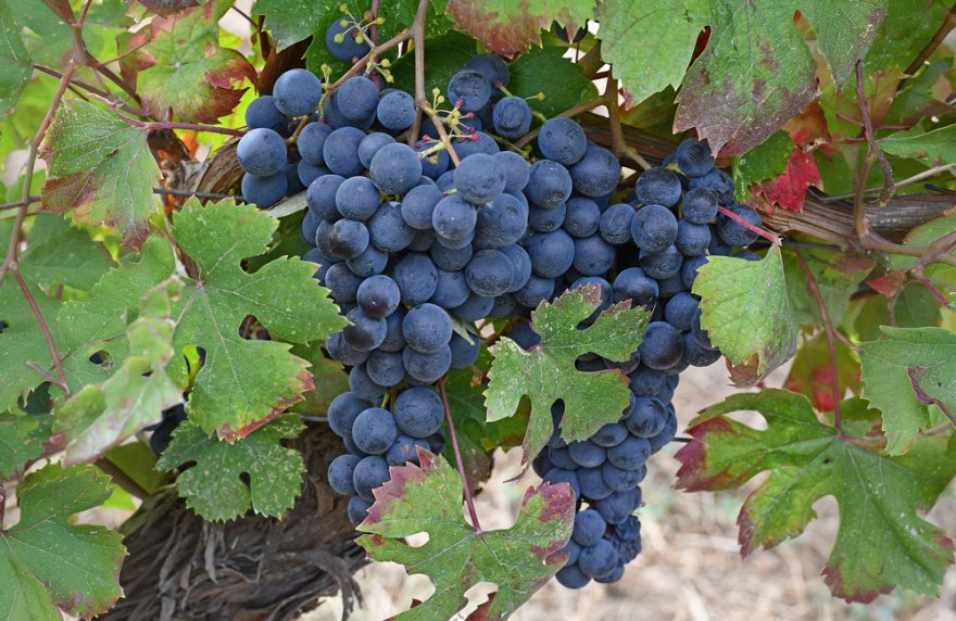 L'autunno in vigna la stagione che cambia il volto delle colline