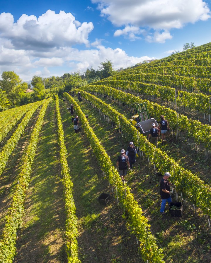 Il viaggio della Vendemmia